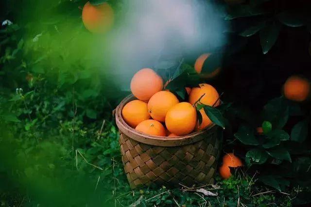 秋季吃柳丁有什麼好處？